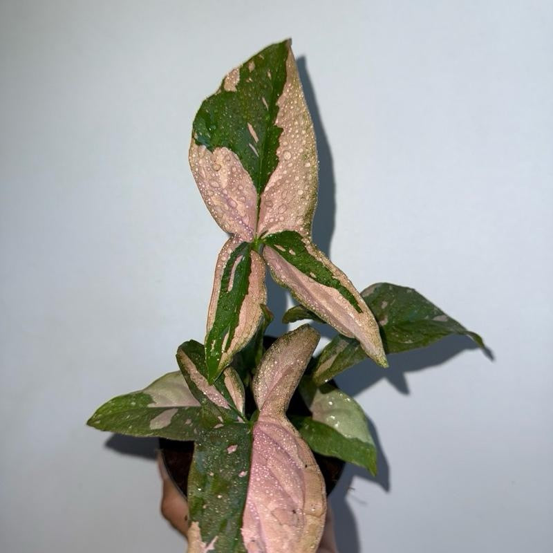 Syngonium Pink Splash 4" Pot