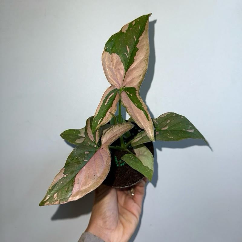 Syngonium Pink Splash 4" Pot
