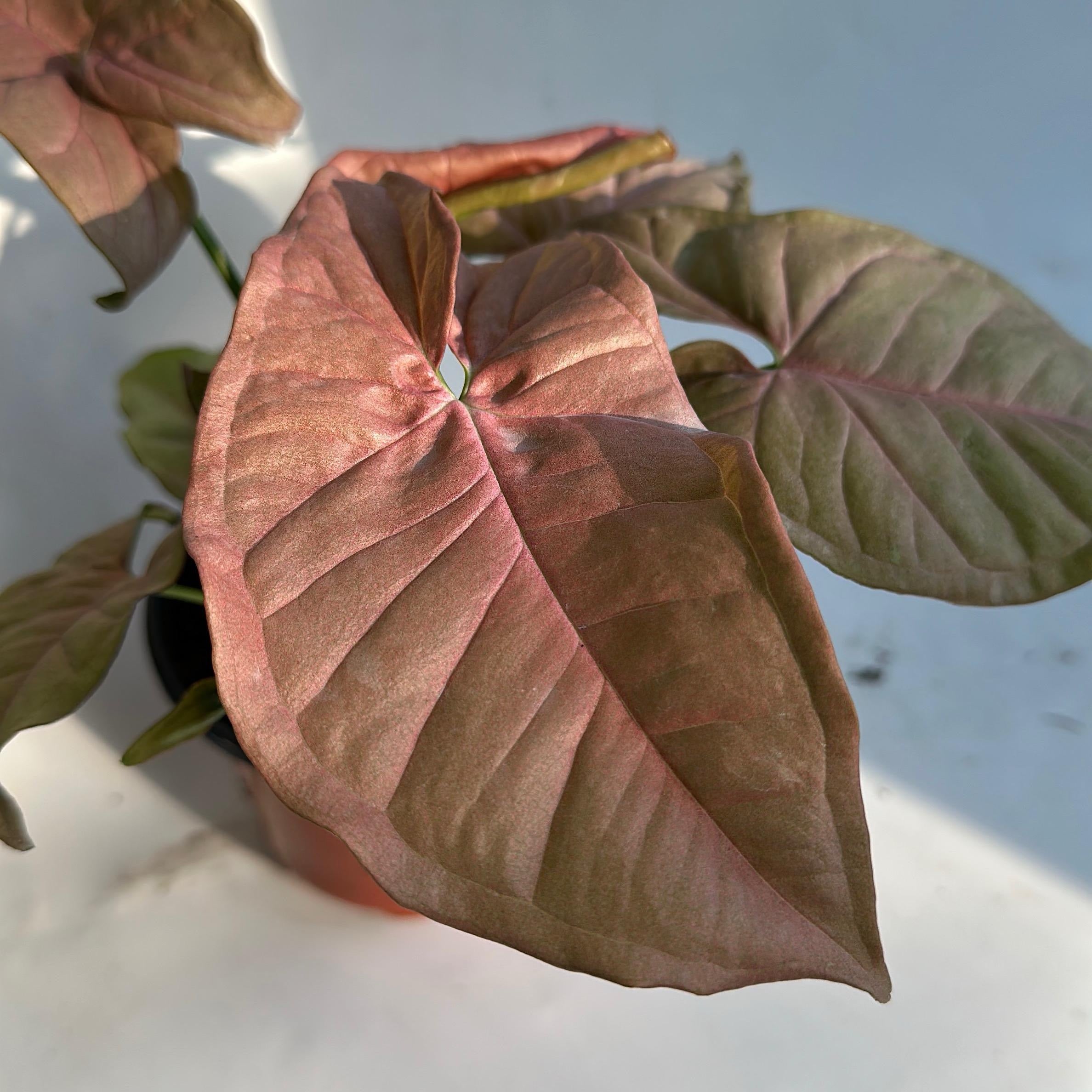 is syngonium a philodendron Syngonium 'Pink Splash'