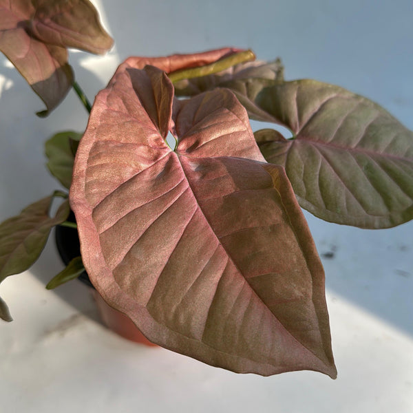 Syngonium Neon pink 4" pot