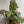 Tricolor Syngonium Red Spot