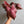 Syngonium ORM NAK RED 4