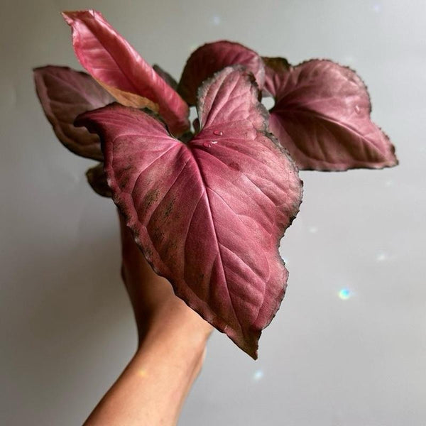 Syngonium ORM NAK RED 4" pot
