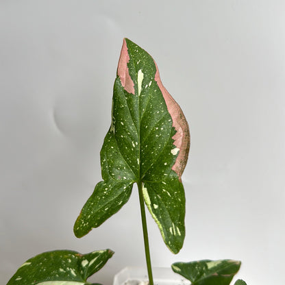 Syngonium Red spot Tricolor  4" pot