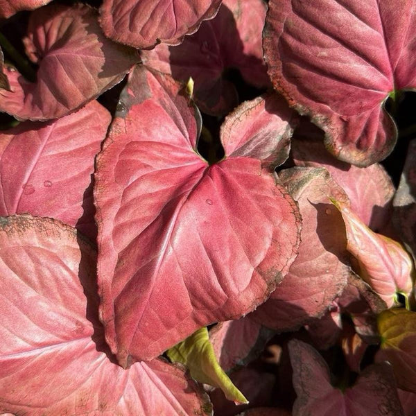 Syngonium ORM NAK RED 4" pot