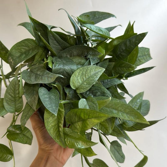 Pothos Cebu Blue 6" Pot