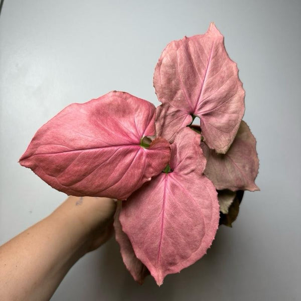 Syngonium ORM NAK RED 4" pot