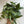 Pothos Cebu Blue