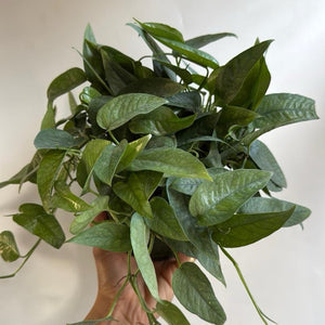 Pothos Cebu Blue