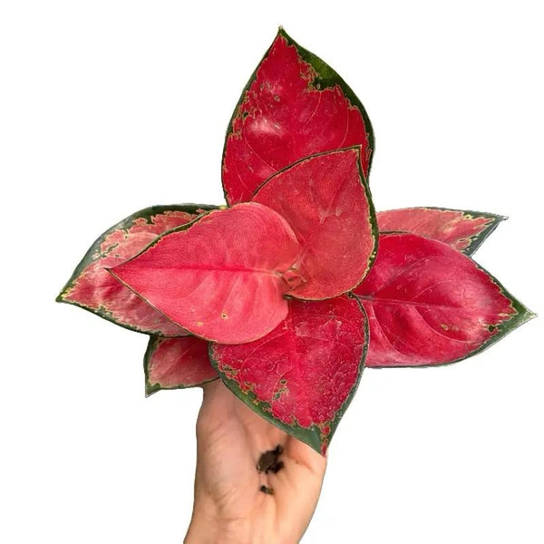 Aglaonema Suksom Jaipong 4" pot