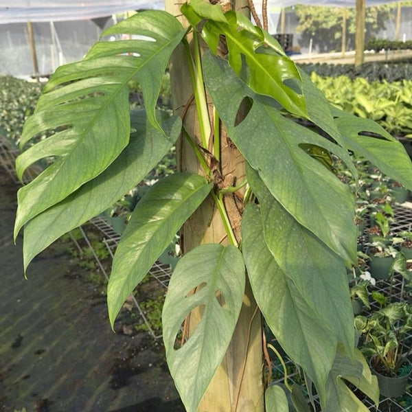 Pothos Cebu Blue