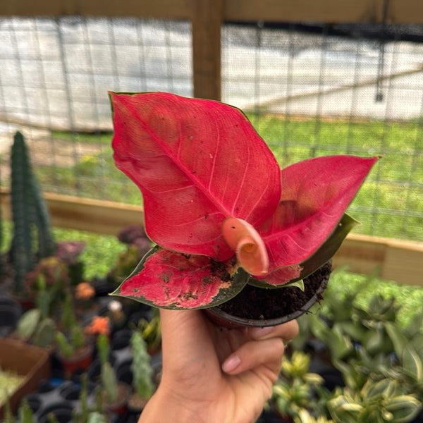 Aglaonema Suksom Jaipong 4" pot