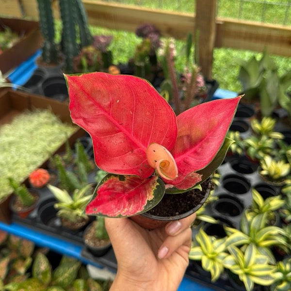 Aglaonema Suksom Jaipong 4" pot