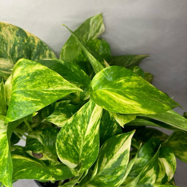 Hawaiian Pothos