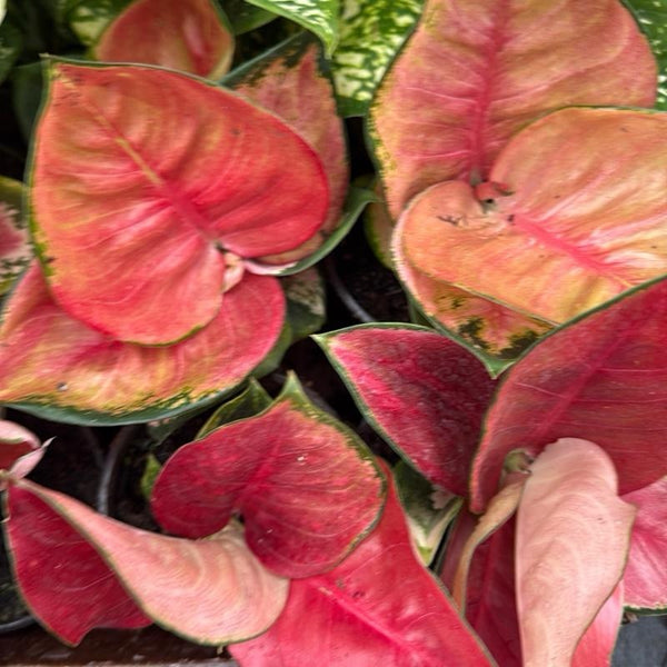 Aglaonema Suksom Jaipong 4" pot
