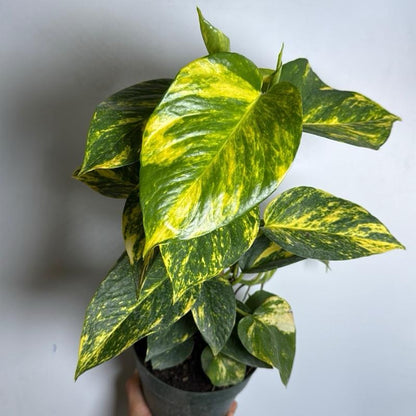 Hawaiian Pothos 6" pot
