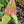 Rare Cytrosperma Johnsoni 6