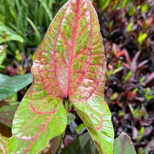 Cytrosperma Johnsoni