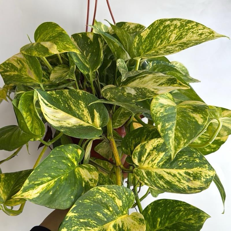 HB Hawaiian Pothos 8" pot