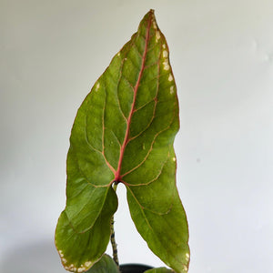 Cytrosperma Johnsoni