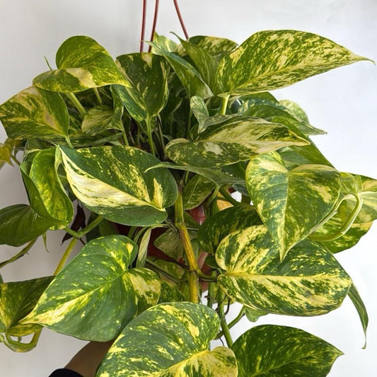 HB Hawaiian Pothos 8" pot