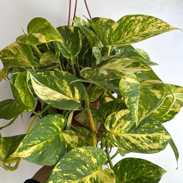 Hawaiian Pothos