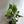 Rare Cytrosperma Johnsoni 6