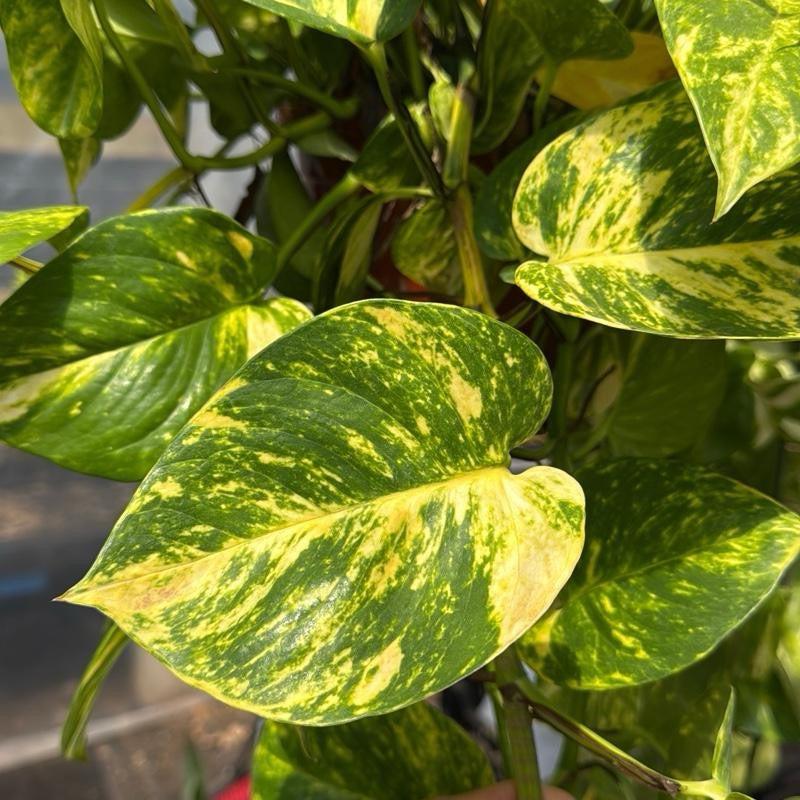 HB Hawaiian Pothos 8" pot