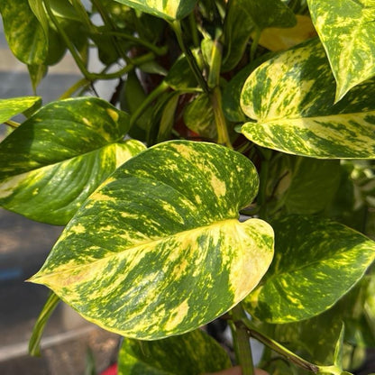 HB Hawaiian Pothos 8" pot