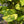 Hawaiian Pothos