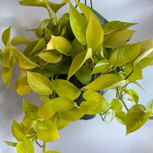 Hb Pothos Neon 8" pot