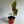 Rare Cytrosperma Johnsoni 6