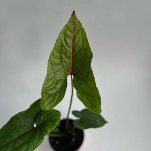 Cytrosperma Johnsoni