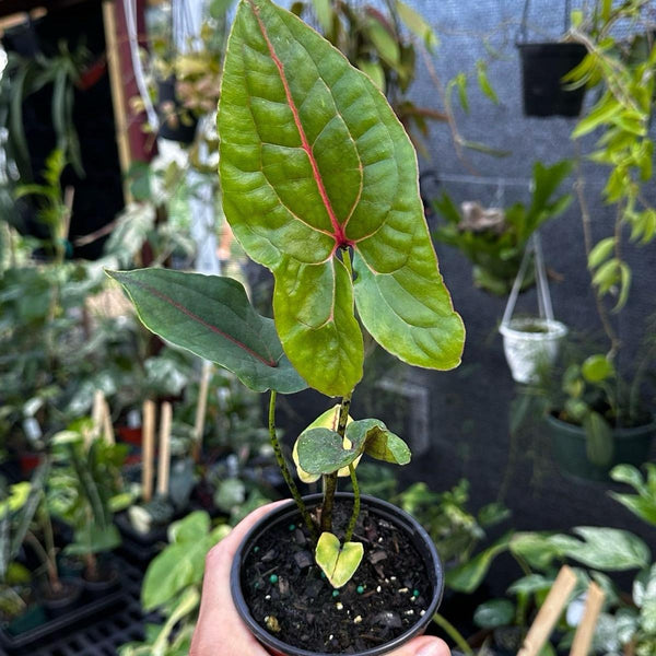 Rare Cytrosperma Johnsoni 6" Pot