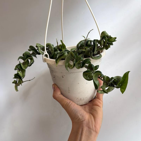 Hoya Hindu Rope