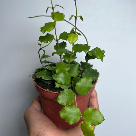 Hoya Endauensis 4" pot