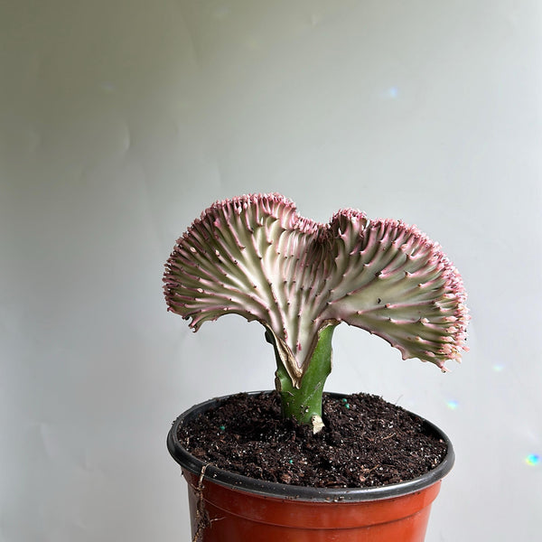 Mermaid Tail Cactus
