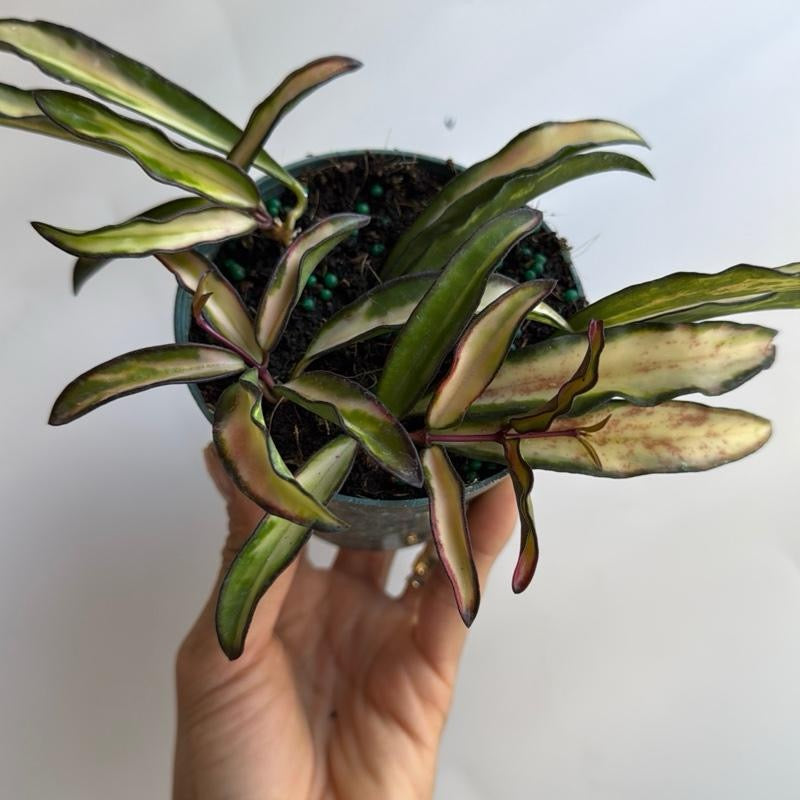 Hoya Wayetii Tricolor 4" Pot