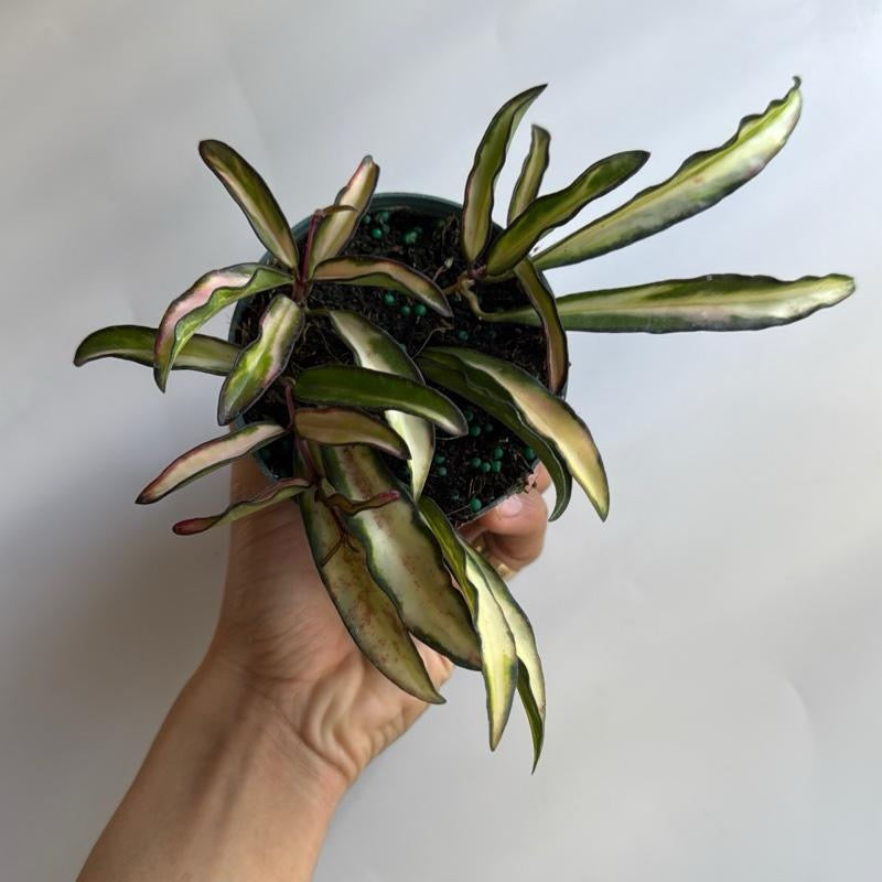 Hoya Wayetii Tricolor 4" Pot