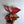Aglaonema Red Zircon 6