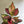 Aglaonema Red Zircon 6
