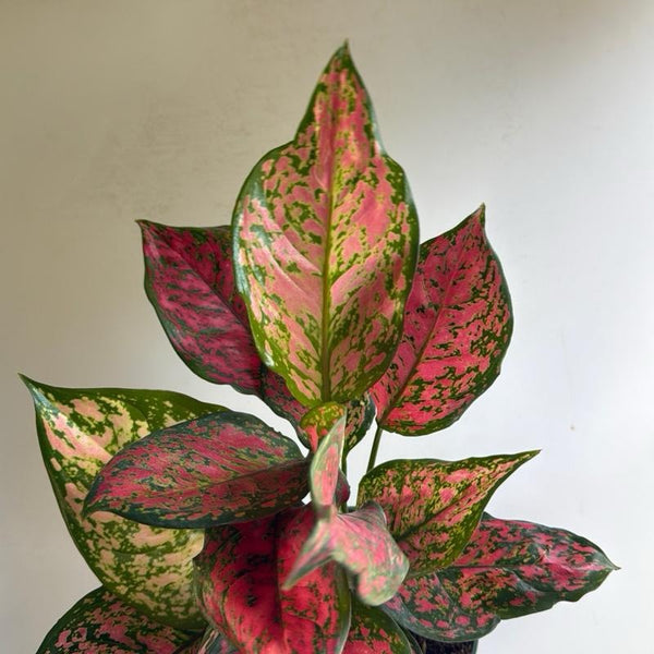 Aglaonema Red Zircon 6"