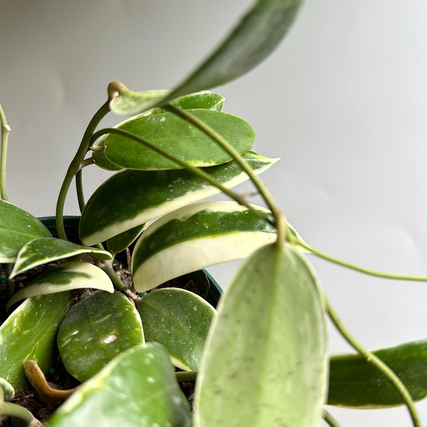 variegated Hoya Acuta Albo-Marginata 4" pot