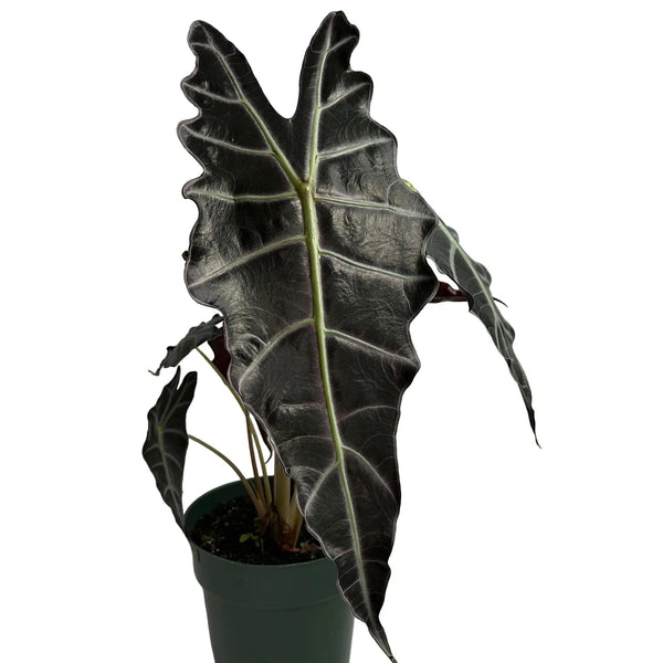 Alocasia x Amazonica 'Purpley'