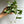 Variegated Hoya Acuta Albo-Marginata