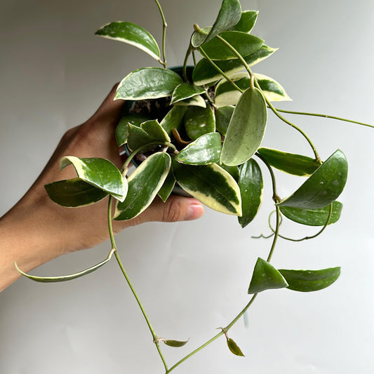 variegated Hoya Acuta Albo-Marginata 4" pot