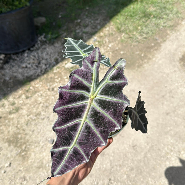 Alocasia x Amazonica 'Purpley'