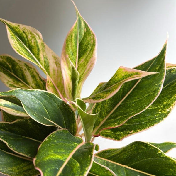 Aglaonema pink Siam 6" pot