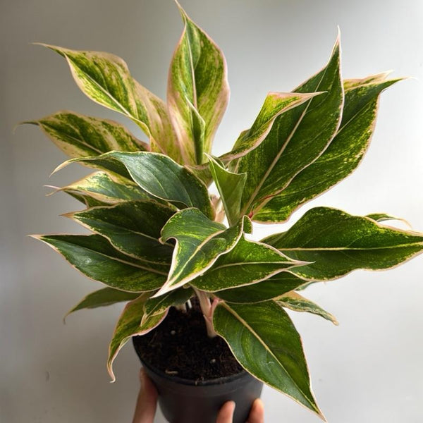 Aglaonema pink Siam 6" pot