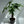 Money Tree Stump Pre bonsai  4